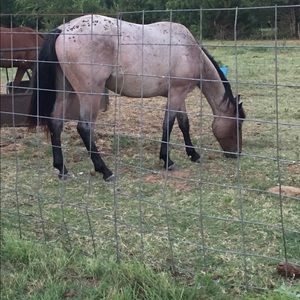 Meet your Posher, Rose